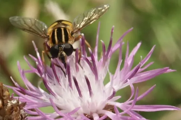 Flächenverlust führt zu dramatischer Verarmung an Bestäubern