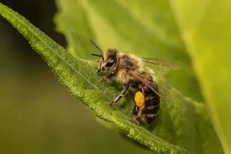 Worauf Insekten wirklich fliegen: Mittelhessen Botschafter Willi Weitzel trifft Wiesenmacher und Waldbienenschützer