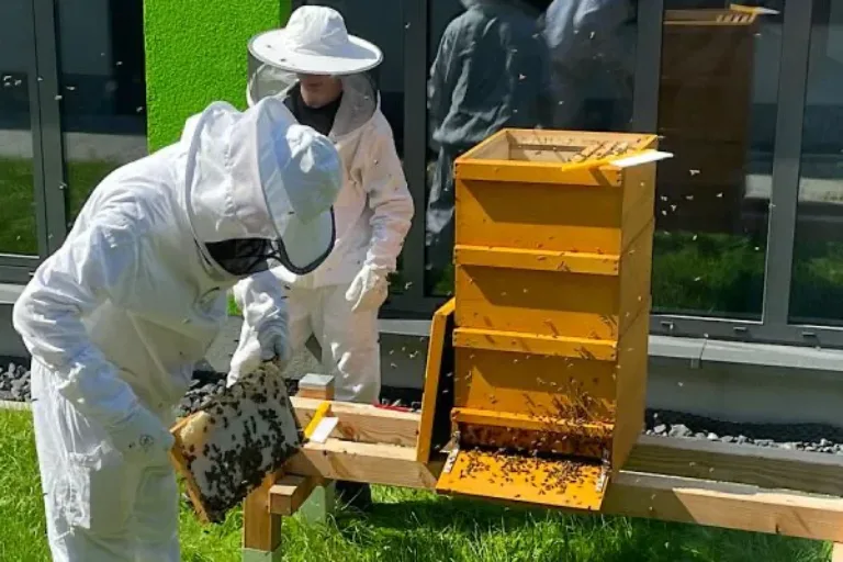 FDS summt! Erste Honigernte an der Friedrich-Dessauer-Schule Limburg