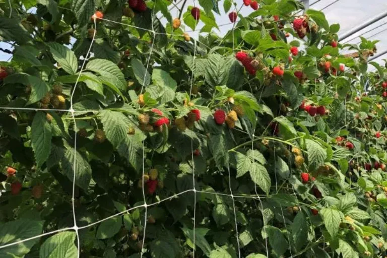 Beerenhunger: Heimischer Anbau nimmt zu, während Importware weiter dominiert