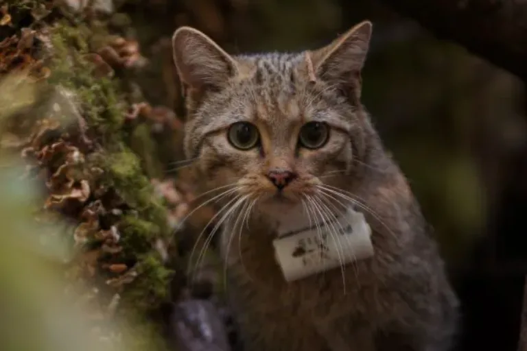 Wildkatzen aus dem Opel-Zoo zur Freisetzung übergeben: Begleitung durch Forschungsteam der Justus-Liebig-Universität Gießen