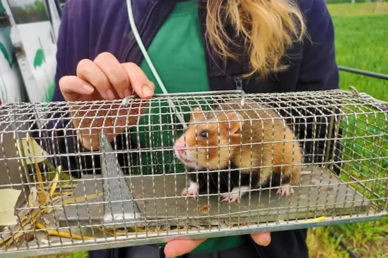Feldhamsternachwuchs in Langgöns ausgewildert