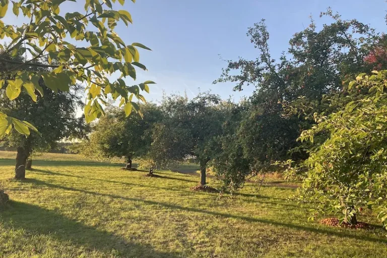 „Streuobstwiesen schützen, pflegen und wo möglich mehren“