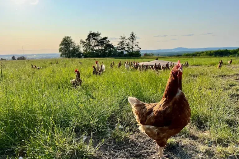 Tierfreundlich und zukunftsfähig: Strategien für eine ökologische Hühnerhaltung