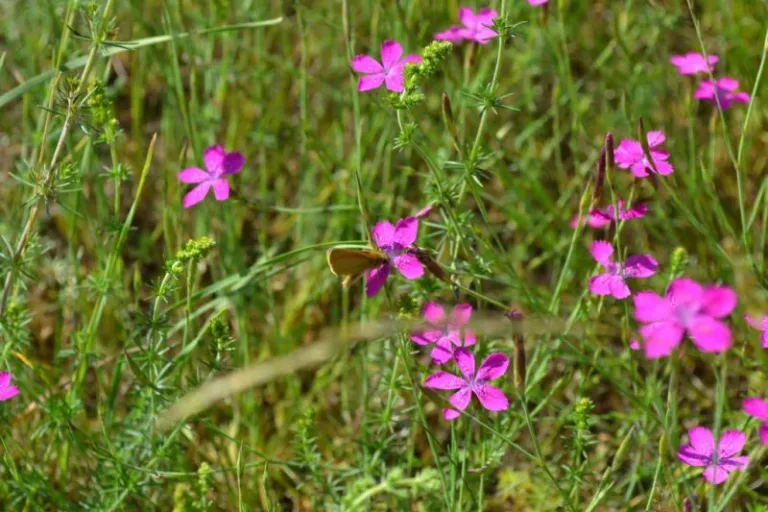 Patinnen und Paten für Wildpflanzen gesucht